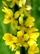 Agrimony, Repík lekársky