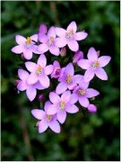 Centaury, Zemežlč