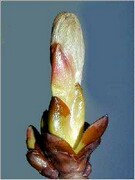 Chestnut Bud