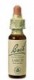 Larch esencia